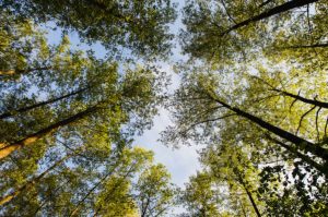 blurred background of trees with view of the sky